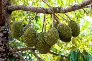 国产动画榴莲视频下载,国产动画的甜蜜诱惑，下载体验非凡魅力