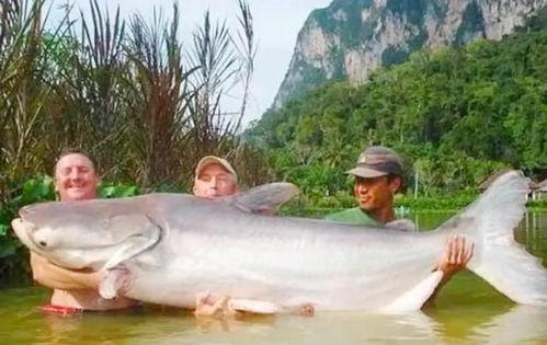 国产最大鲶鱼图片视频