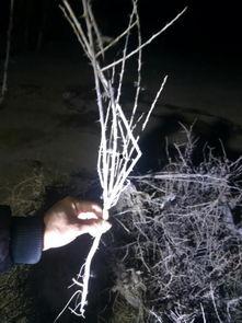 国产面雕怎么修剪视频,国产面雕修剪技巧视频教程概述