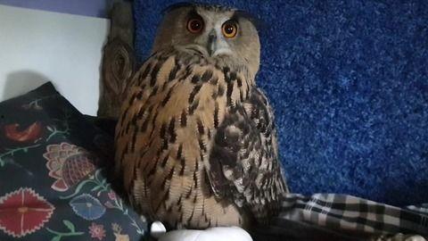 国产猫头鹰玩具视频教程,轻松上手，打造可爱萌物