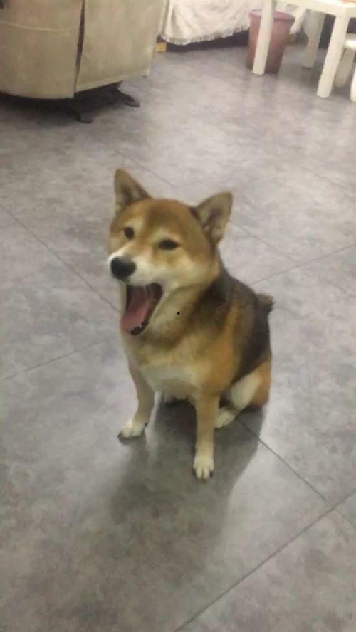 国产最猛土狗视频,土狗视频展现惊人实力