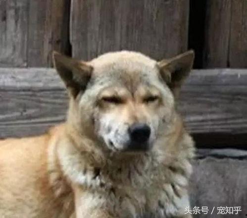 国产最猛土狗视频,土狗视频展现惊人实力