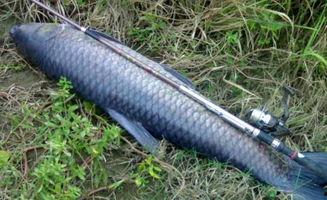 青鱼吧青鱼视频腾讯国产,探索本土文化新趋势