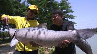 青鱼吧青鱼视频腾讯国产,探索本土文化新趋势