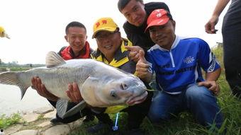 青鱼吧青鱼视频腾讯国产,探索本土文化新趋势